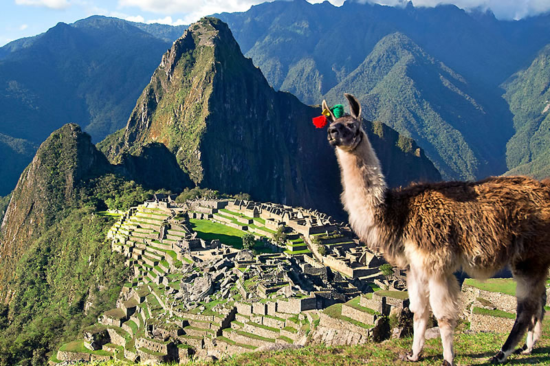 camelidos machu picchu