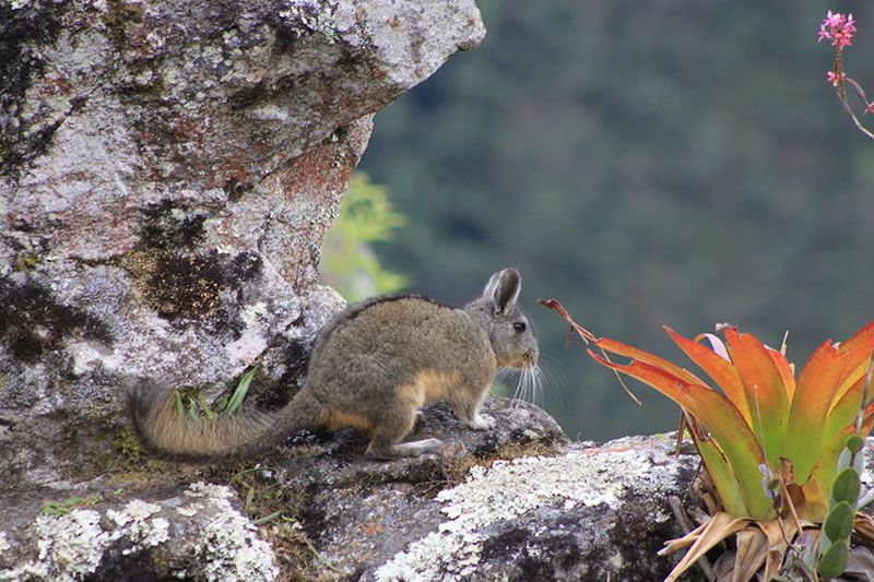 conservacion de machu picchu