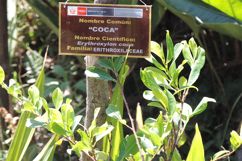 Coca leaves