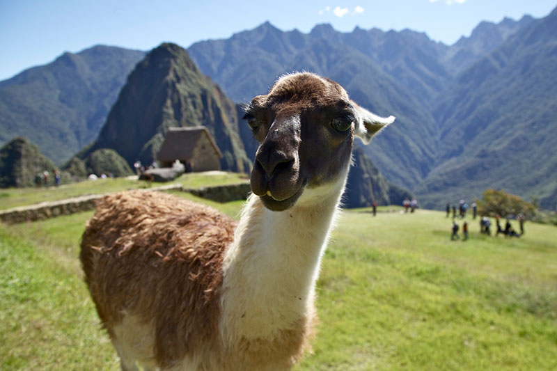 LLama en Machu Picchu