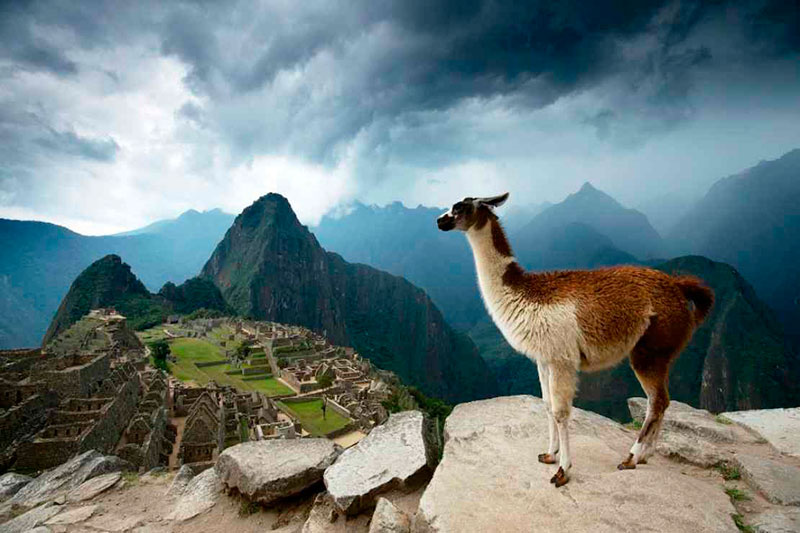 llama machu picchu