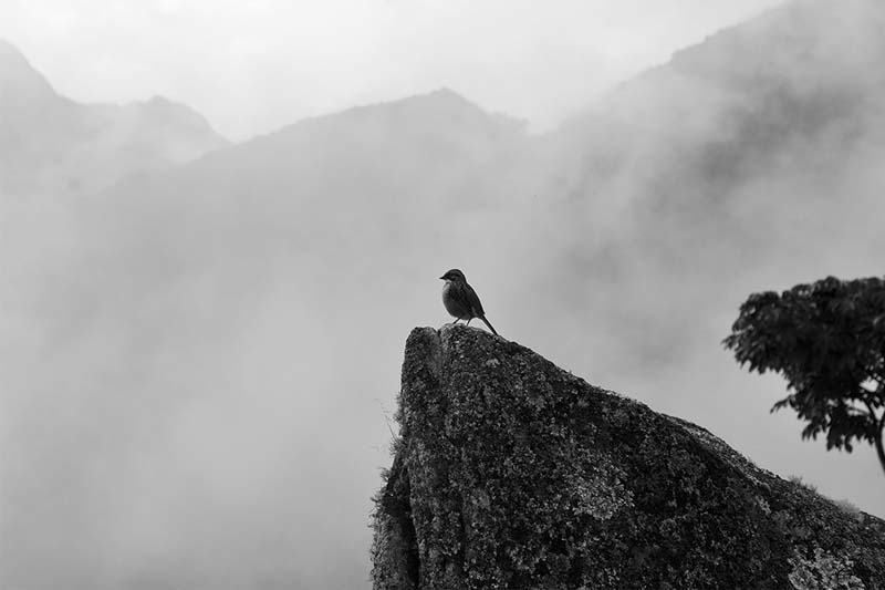 BirdwatchingMachu Picchu