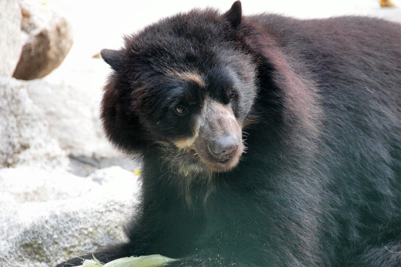 Machu Picchu Oso de Anteojos