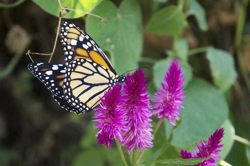 Mariposas Machu Picchu