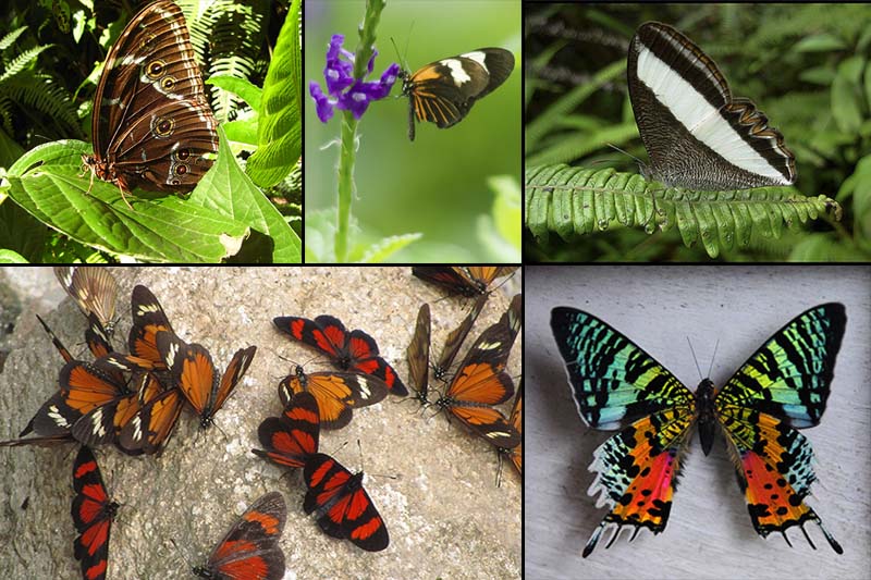 Butterflies Machu Picchu