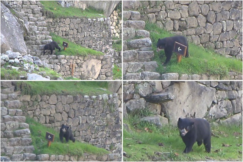 Oso de anteojos en Machu Picchu