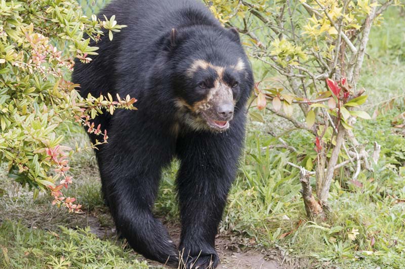 Oso de anteojos