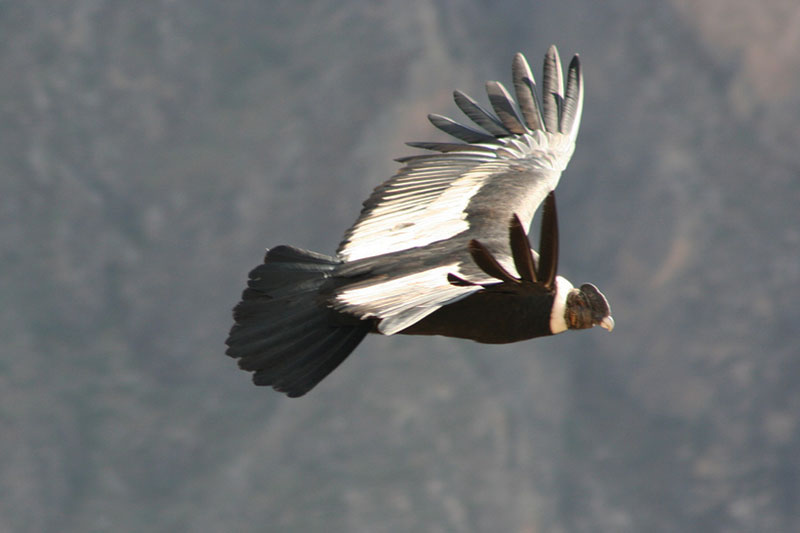 Condor machu picchu temple