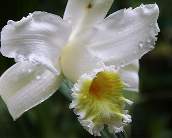 Orquídeas en Machu Picchu