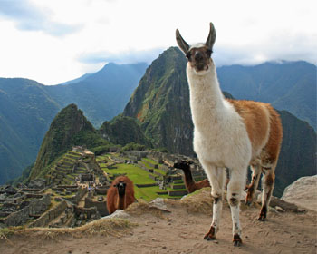 Camélidos en Machu Picchu