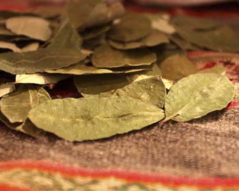 La sagrada Hoja de Coca de los Incas