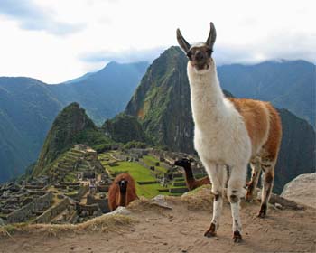 ¿Puedo ver llamas en Machu Picchu?