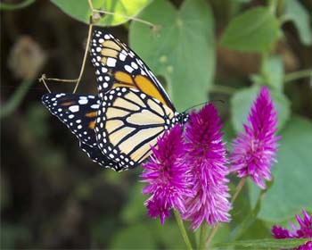 Las Mariposas en Machu Picchu