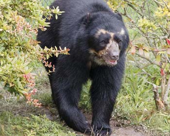 Avistamiento del Oso de Anteojos en Machu Picchu