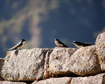 Machu Picchu: Un paraíso para los observadores de aves
