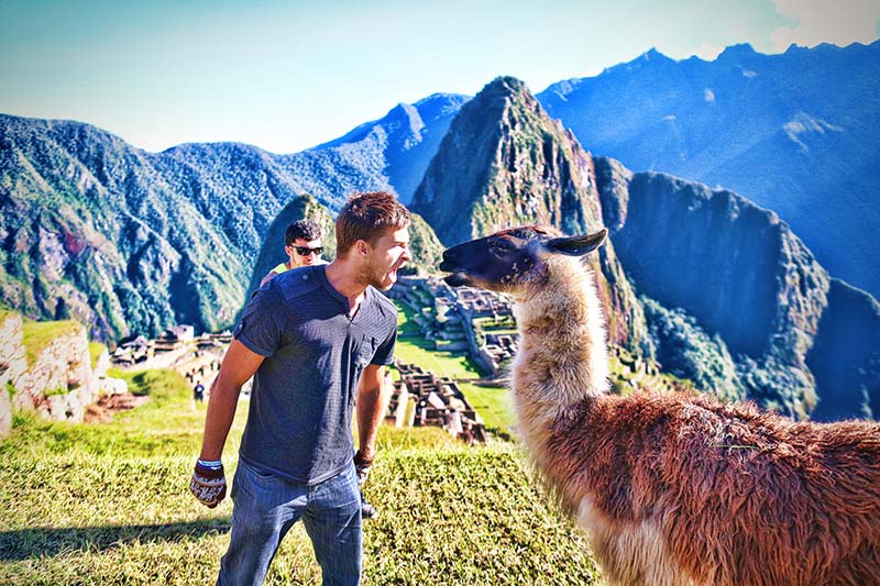 Llama Machu Picchu