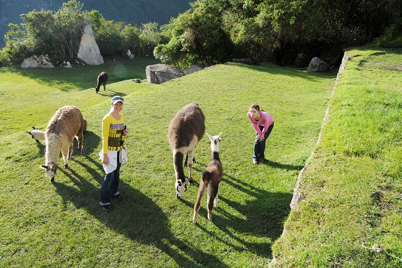 Tourists playing with llamas