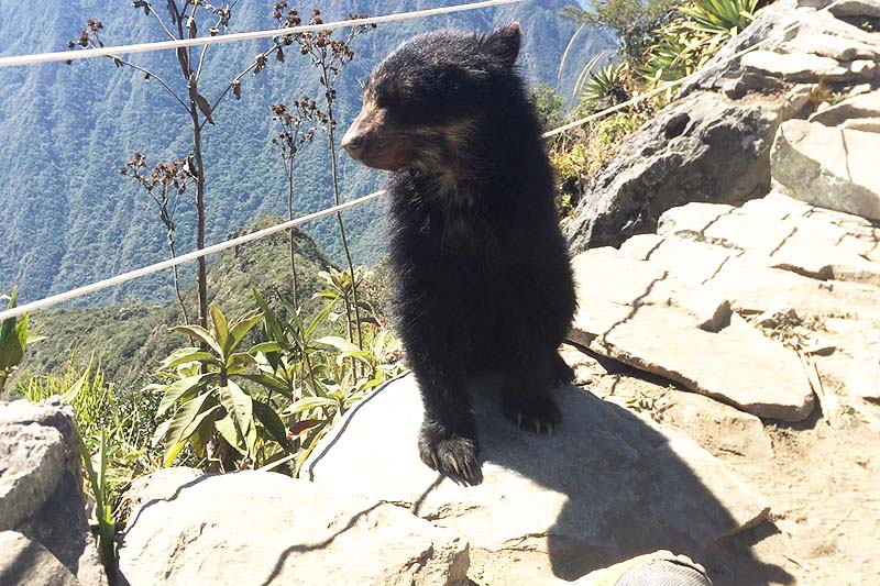 Spectacled bear