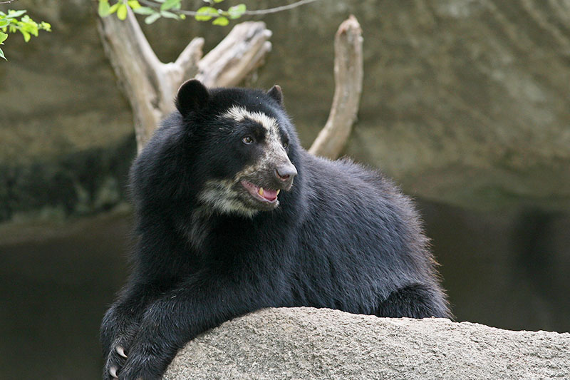 Urso de óculos