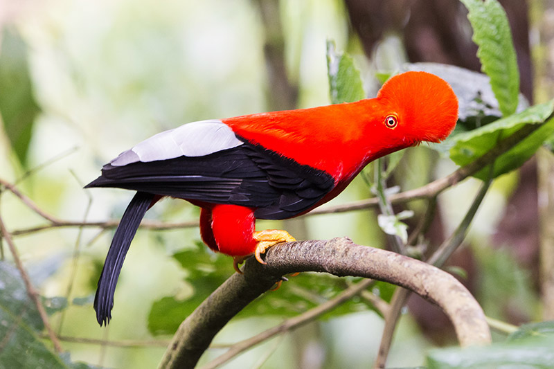 Gallito de las rocas