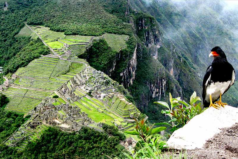 Ave en la cima de la montaña Huayna Picchu