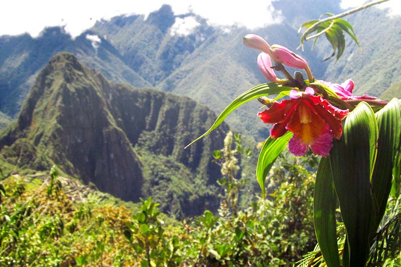 Orquídea en el camino hacia Machu Picchu