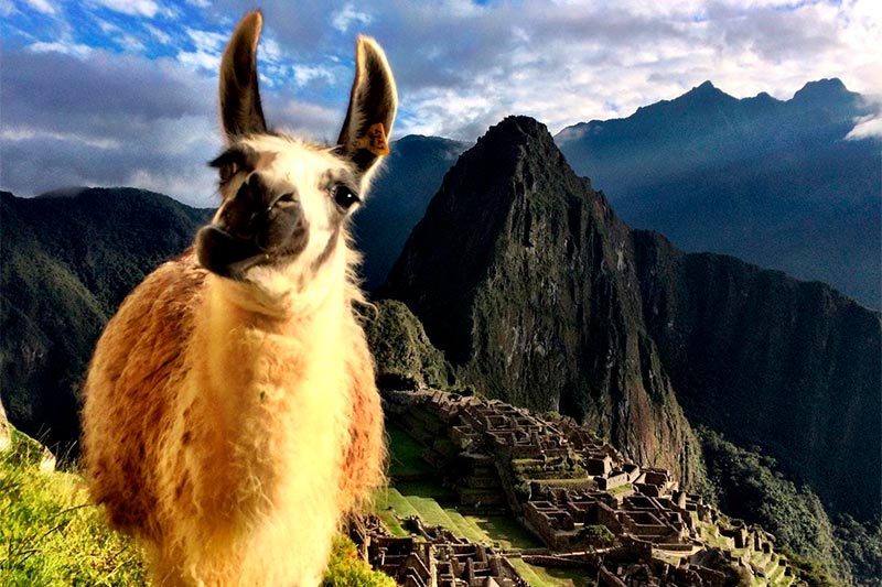 Llama en Machu Picchu