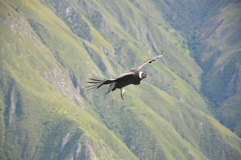 Condor chonta Limatambo