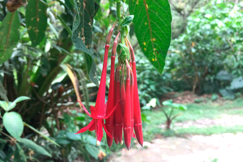 Jardin botânico - Machu Picchu