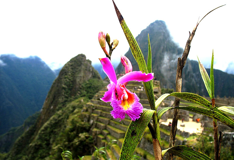 Flora of Machu Picchu