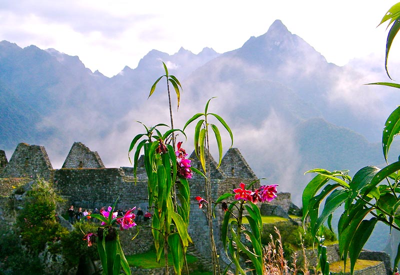 Flora of Machu Picchu