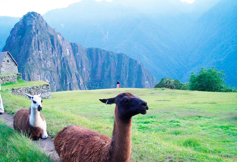 Cusco LLamas in Machu Picchu