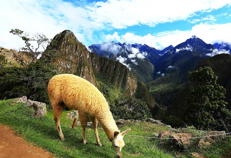 Huayna Picchu ao fundo