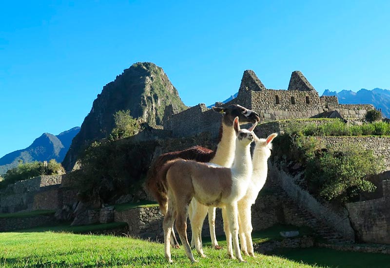 Huayna Picchu Llamas