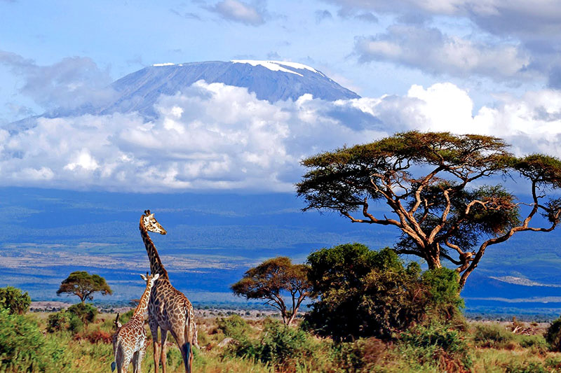 The Mount Kilimanjaro
