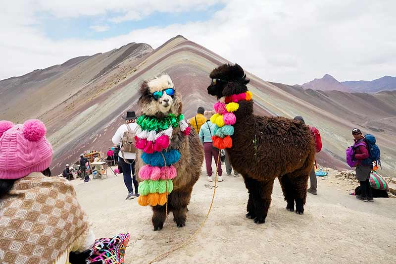 Alpas en la Montaña de Colores