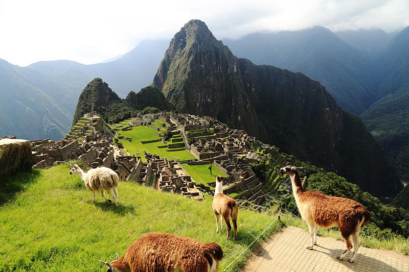 Group of llamas in Machu Picchu