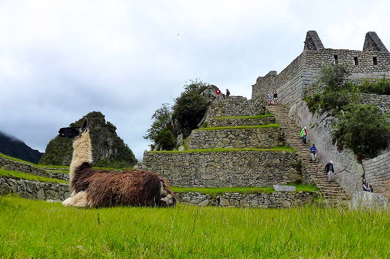 Llama en la parte baja de Machu Picchu