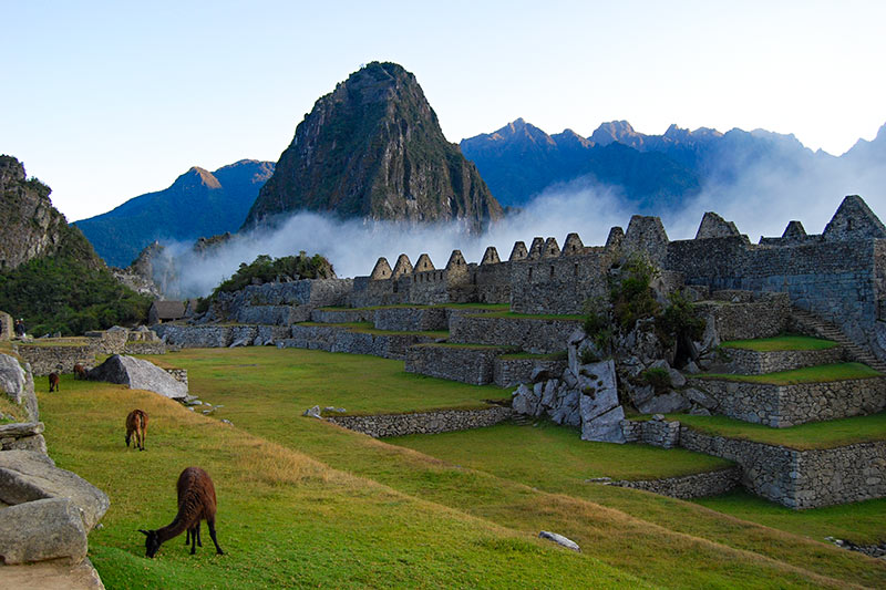 Llamas en Machu Picchu