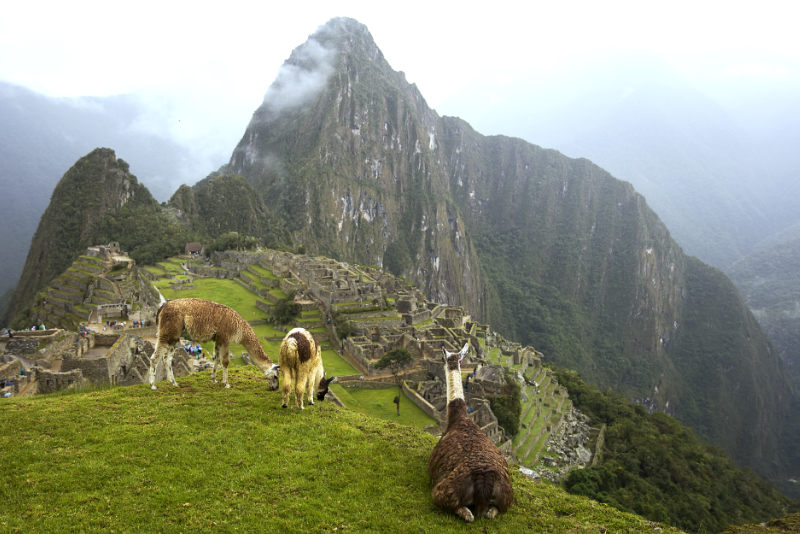 Llamas en Machu Picchu en un día nublado