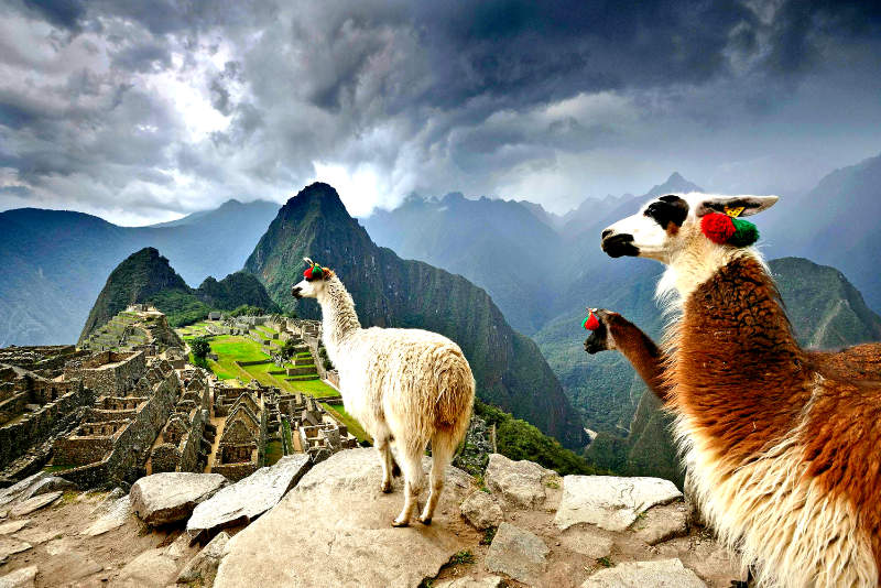 Llamas in Machu Picchu