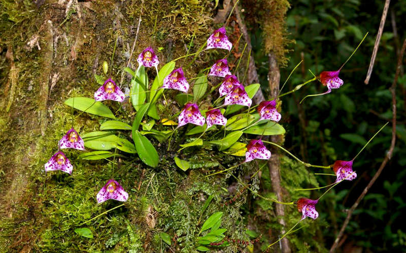 Una de las orquídeas en Machu Picchu