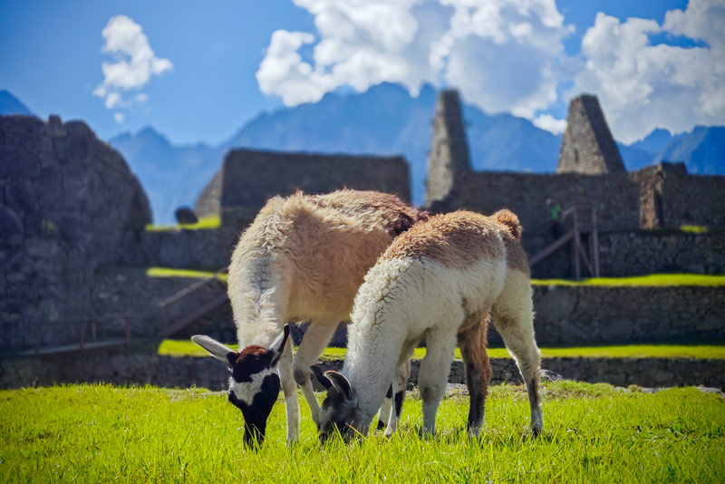 Llamas en la ciudadela Inca de Machu Picchu
