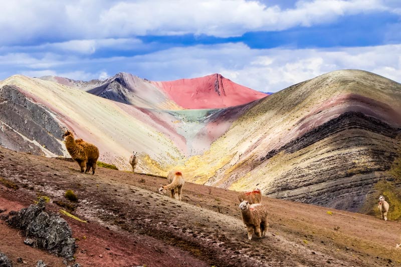 Camélidos en la ruta al bosque de piedras de Palccoyo