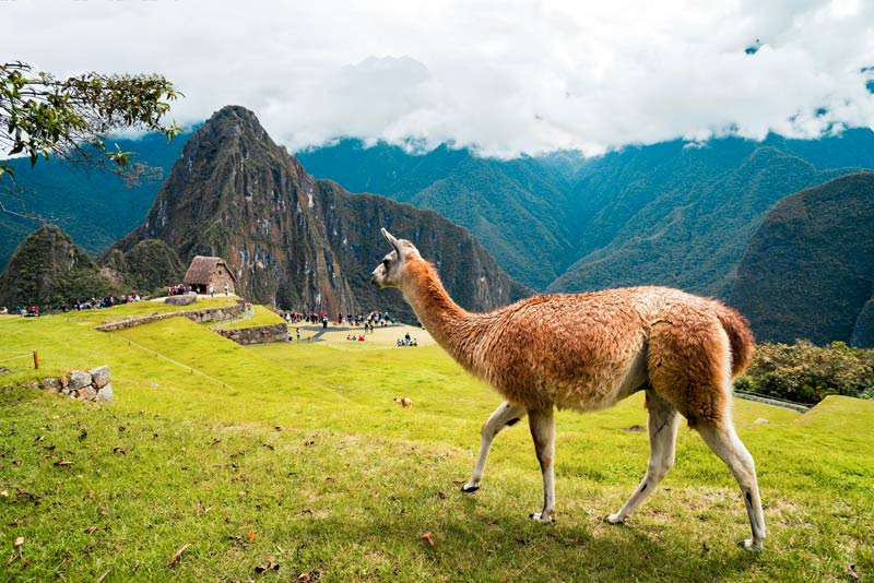 Fotografía de una llama en Machu Picchu