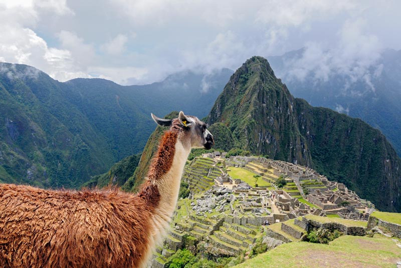Llama observando la ciudadela Inca de Machu Picchu