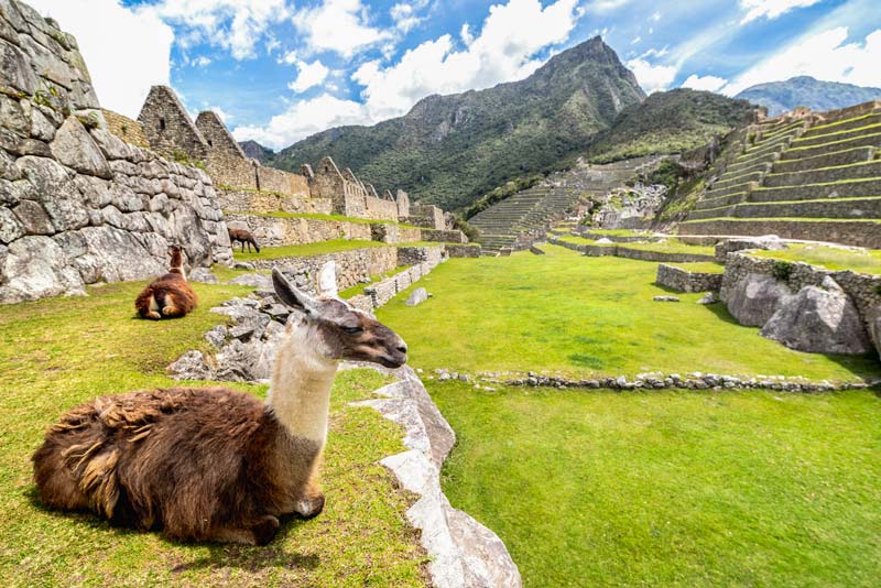 Llamas en la ciudadela Inca de Machu Picchu