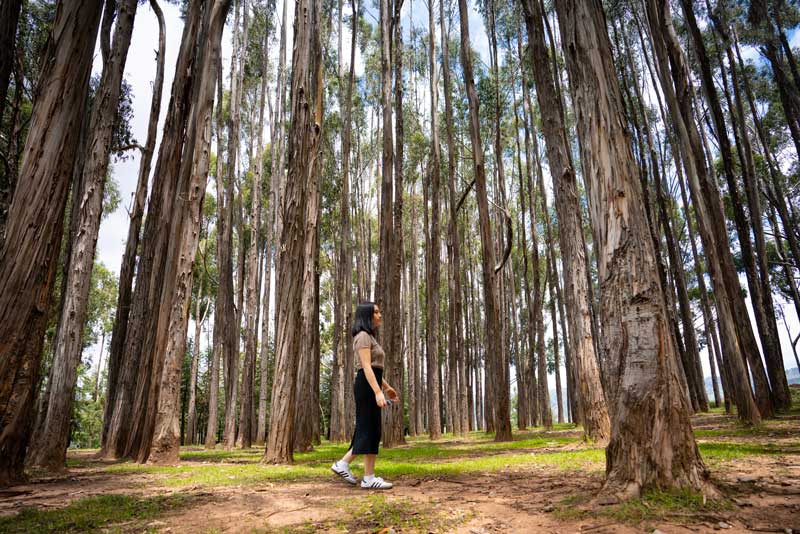 Bosque de eucaliptos de Qenqo