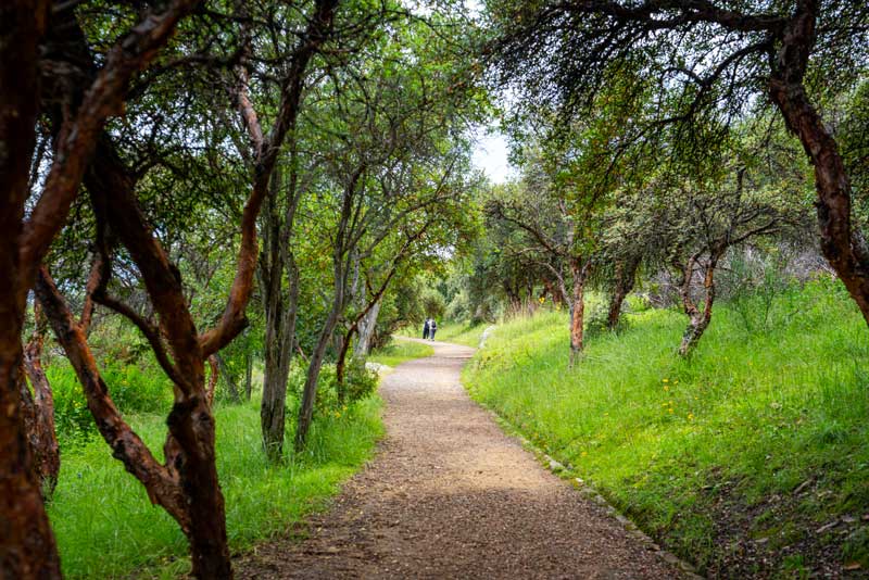 Camino en el bosque de Sacsayhuamán