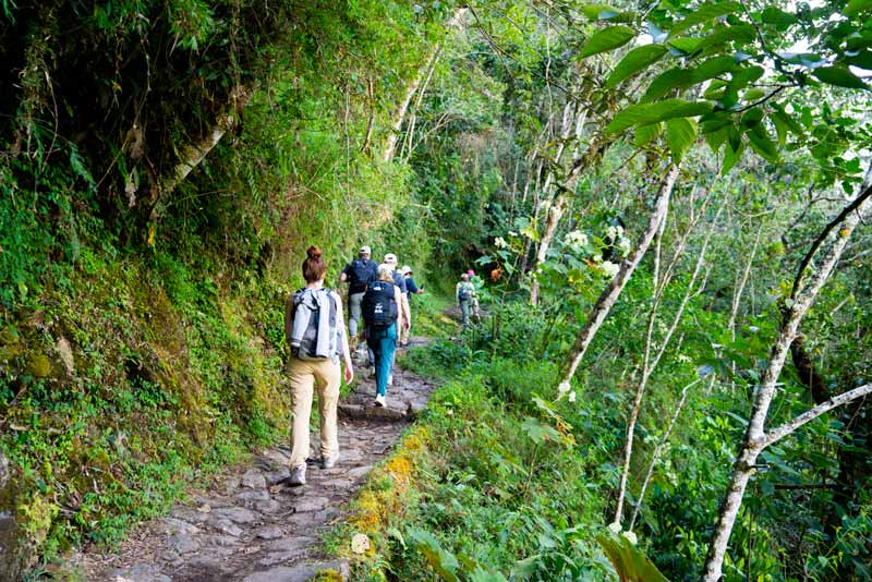 The Inca Trail is full of vegetation